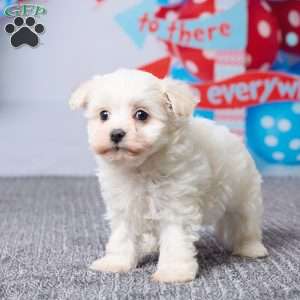 Maggie, Havachon Puppy